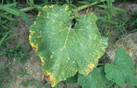 Pumpkin | Diseases and Pests, Description, Uses, Propagation