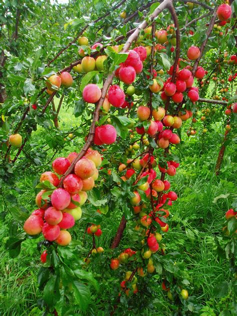 red plums tree | Fruit garden, Plum tree, Red plum