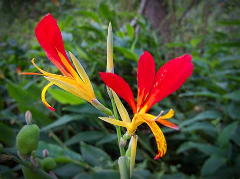 Flower Homes: Flowers From Africa