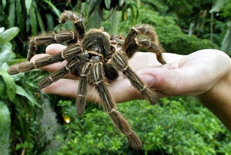 Australians rescued a giant spider; the Internet melts down