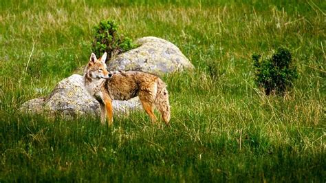 Coyote Sounds: What Kind Of Noises Do Coyotes Make?