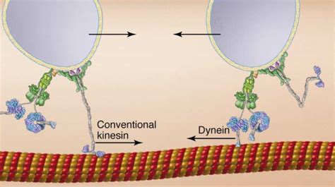 Dynein References Image1 Dynein Image2 Linker Image3 Dynein Kinesin Slides