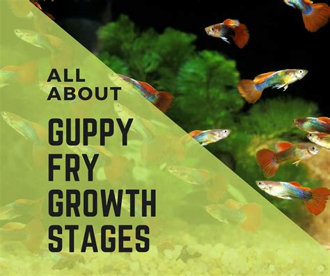 7 Guppy Fry Growth Stages with Chart - Guppy Fish Care