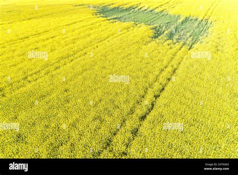 Rapeseed field aerial view hi-res stock photography and images - Alamy