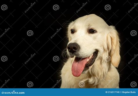 Dog Portrait with Black Background Stock Photo - Image of fundal, negru: 216517740