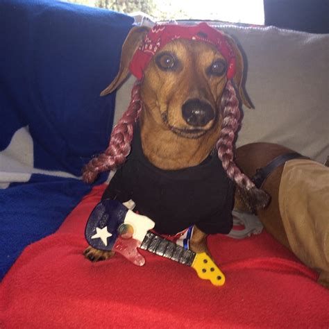 Canine Halloween Costume Contest Winners! | The Savvy Dachshunds