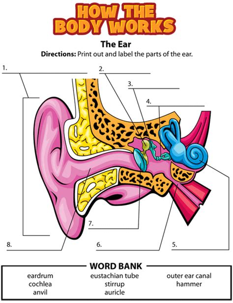 Activity: Ears – Kidshealth | Akron Children's