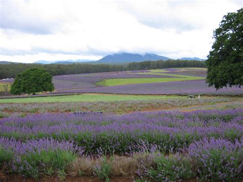 File:Tasmanian Lavender Fields.jpg - Wikimedia Commons