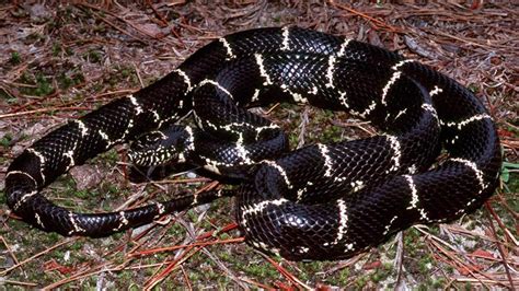 When is Snake Season in North Carolina? | Critter Control of the Triangle