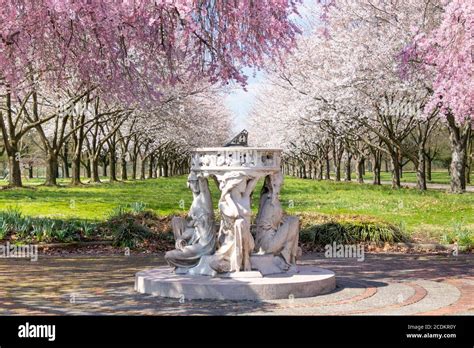 Sundial and Beautiful Pink Cherry Blossoms with Trees in Full Bloom and ...