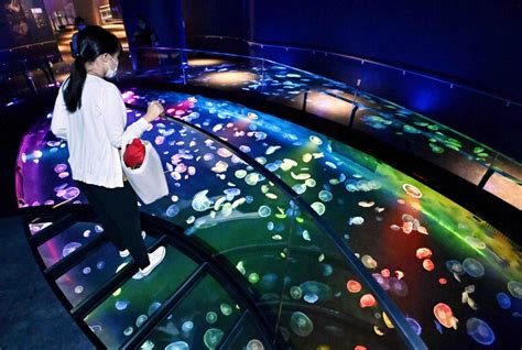 [Hidden Wonders of Japan] Jellyfish Trending Hot in Kyoto and Tokyo ...