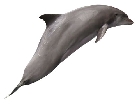 Dolphin PNG Image - PurePNG | Free transparent CC0 PNG Image Library