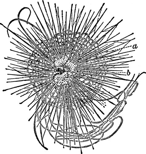 Sea Urchin | ClipArt ETC