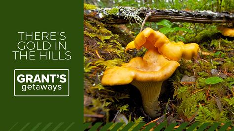 Golden chanterelle mushroom season underway in the Pacific Northwest | kgw.com