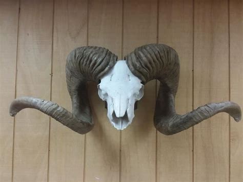 High Altai Argali Replica Horns - Safari Club International