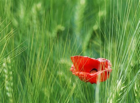 Field of poppies 2 Free Photo Download | FreeImages