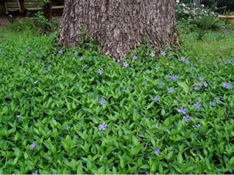 Periwinkle Evergreen Vinca Minor Ground Cover Live Plant 100 - Etsy