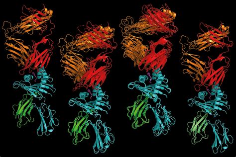 Evidence of autoimmunity's origins uncovered via new approach