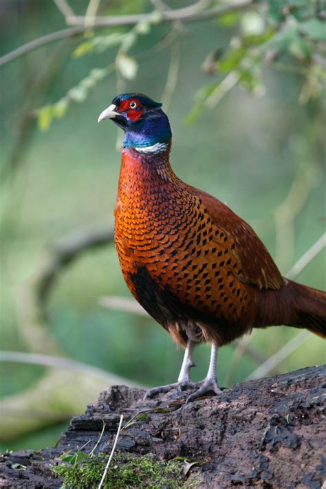 Pheasant Photos | ThriftyFun