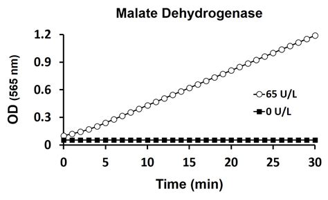 Malate Dehydrogenase Activity Assay Kit (Colorimetric) (ARG82179) - arigo Biolaboratories