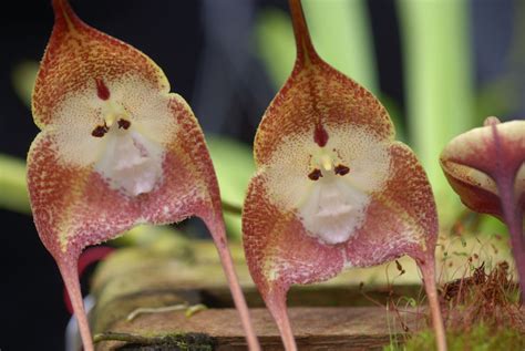 Top 10 surpreendentes espécies de orquídeas que se parecem com animais - MDig