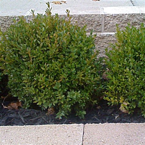 OnlinePlantCenter 2 gal. Green Velvet Boxwood Shrub-B25615 - The Home Depot