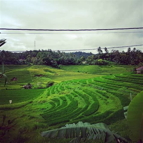 5 Wisata Sawah Terasering di Bali, Cocok Jadi Tempat Healing