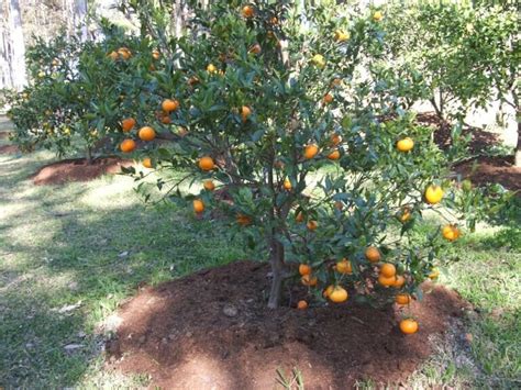 Citrus Mandarin 'Murcott' Tree 5L - Hello Hello Plants