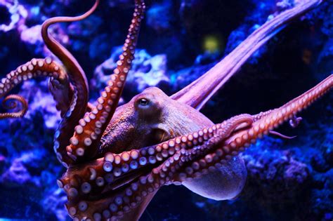 What Would Inky Think: Is It OK to Cage an Octopus? | WIRED