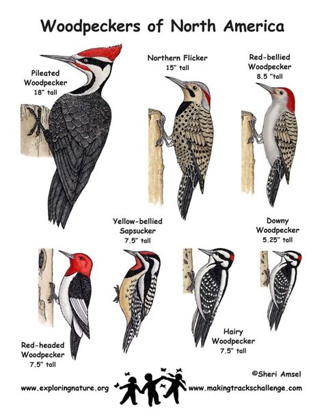 Great Woodpecker comparison chart. - Modern Design | Backyard birds ...