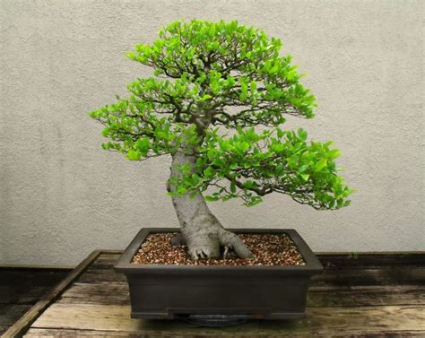 Grow These 25 Most Popular Bonsai Trees!