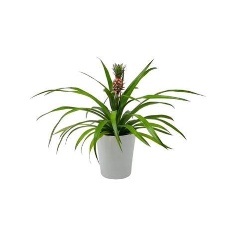 Pure Beauty Farms 5 In. Pineapple Plant White in Designer Pot-DC5PINEAWHIDSN - The Home Depot