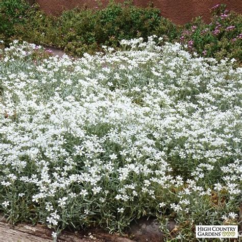 Cerastium tomentosum - Alchetron, The Free Social Encyclopedia