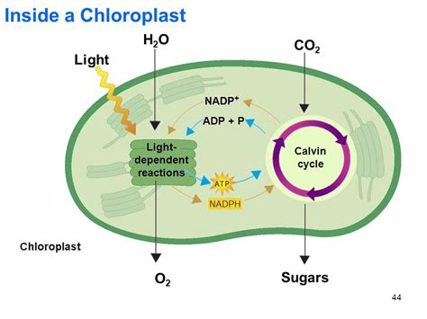 Calvin Cycle Photosynthesis