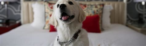 10 of the Best Pet-Friendly Hotel Chains in the US - The Family ...