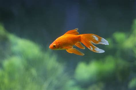 Perfect Goldfish Water Temperature: Ideal Temp Range