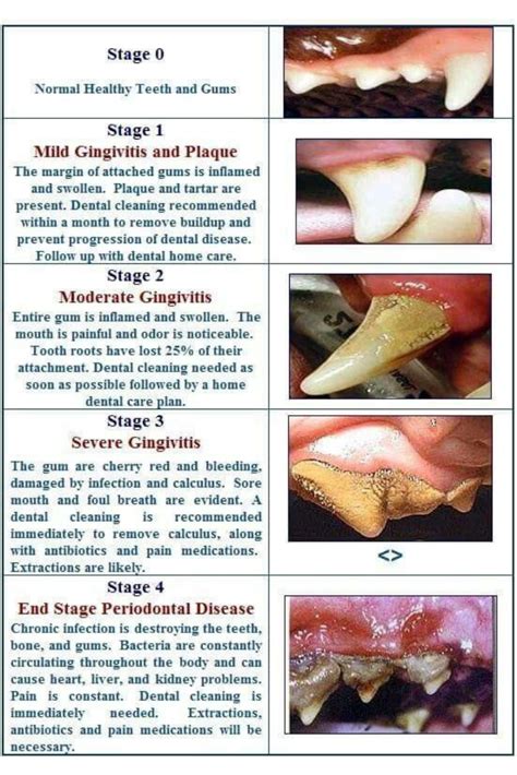 Chihuahua Teeth Age Chart - Pets Lovers