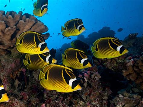 Raccoon Butterflyfish Care Guide & Species Profile | Fishkeeping World