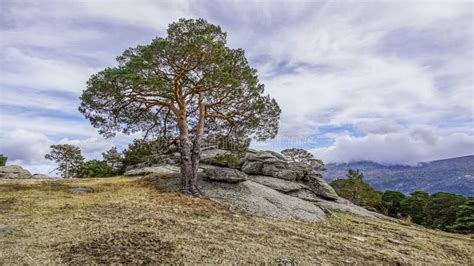 Evergreen Forest Landscape of the Iberian Peninsula Stock Photo - Image ...