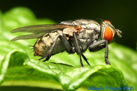 Diptera-Sarcophagidae-Flesh Flies -h - Urban Programs - El Paso County