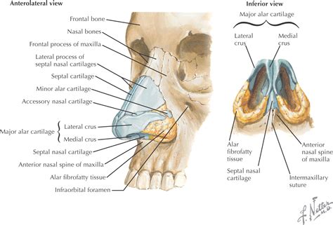 11: Nose and Nasal Cavity | Pocket Dentistry