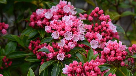 Fall Flowering Evergreen Shrubs