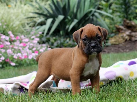 43 Best Images Craigslist Atlanta Boxer Puppies / Nice, Black Mask, Boxer Puppies For Sale Near ...