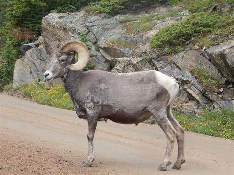 9news.com | What I learned on a 2-day wildlife photography safari in Colorado