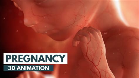 Pregnancy: A Month-By-Month Guide | 3D Animation - YouTube