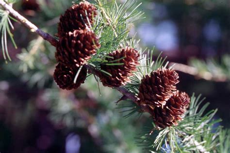 Taiga Plants And Trees