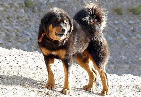 Bhotia (Himalayan SheepDog) Dog Breed Information, Facts & Characteristics - HubPages