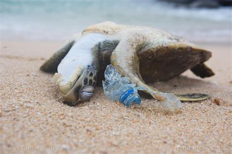 Plastic pollution threatening the health of baby sea turtles – NaturalNews.com