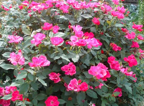 A Complete Guide on How to Grow Gorgeous Knockout Roses - Garden and Happy