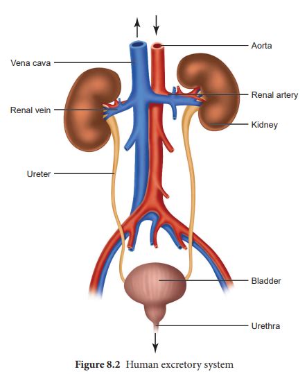 Human excretory system - Zoology